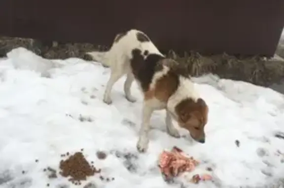 Пропал собака, 41К-078, посёлок имени Свердлова - добрейшая, чипированная - photo