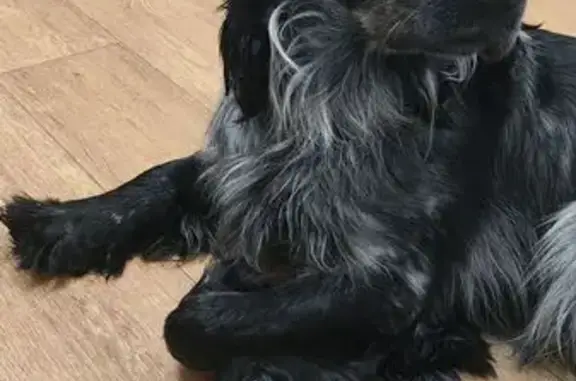 Найдена собака, Челябинск, фото: Найден собака, улица Дмитрия Неаполитанова, Челябинск - русский охотничий спаниель с GPS трекером