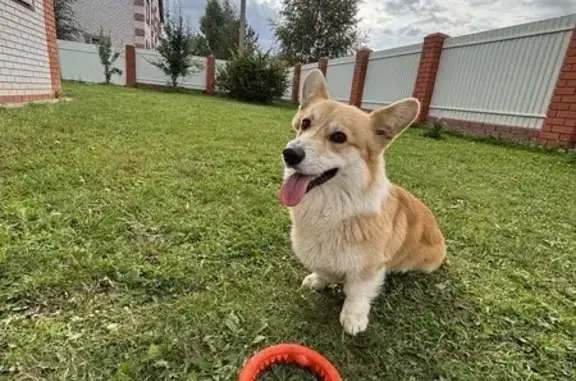 Пропал собака, Казанская улица, Неверово - породы корги, кличка Реди - photo