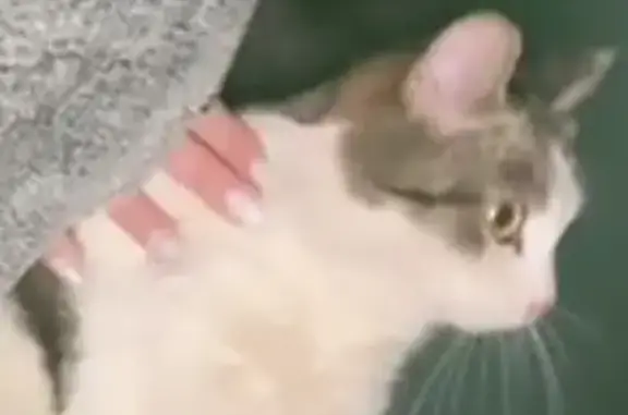 Найденные животные Пермь, фото: Найдена кошка, улица Архитектора Свиязева, 2А, Пермь - ласковая и домашняя