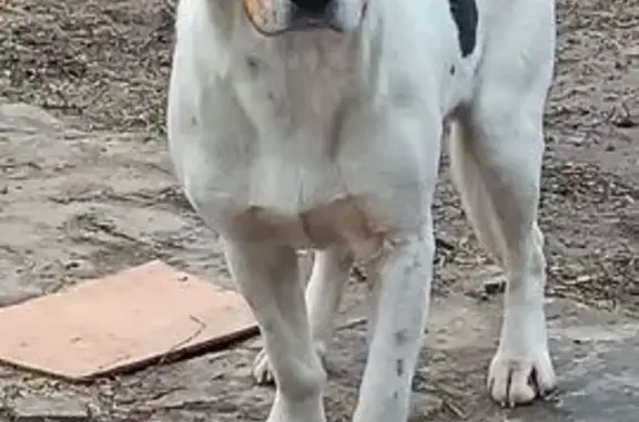 Найденные животные Шахты, фото: Найдена собака, мужской пол, улица Шевченко, Шахты