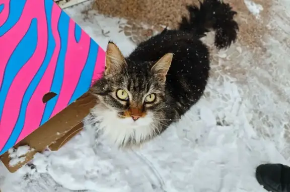 Найденные животные Уфа, фото: Найдена кошка, Высоковольтная улица, Уфа - пушистая