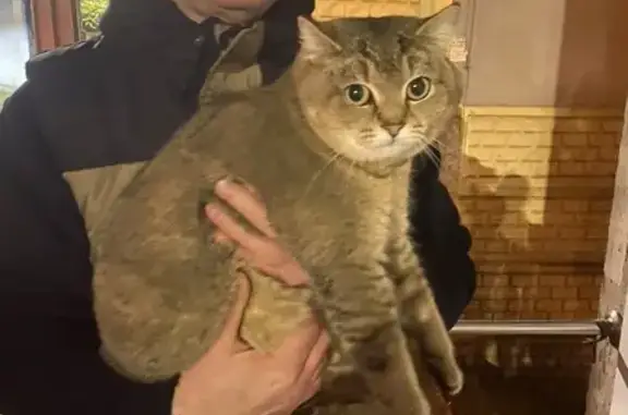 Найденные животные Сочи, фото: Найдена кошка, Красная улица, 11, Сочи - ухоженная и ласковая