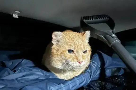 Пропал кот, Бессоновка, Пензенская область - рыжий, зелёные глаза - photo