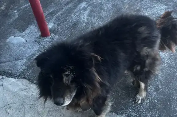 Найдена собака, Чита, фото: Найден собака, «Байкал», Чита - большой и контактный