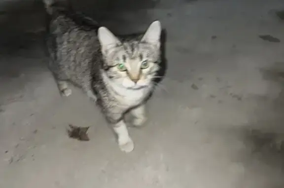 Найдена кошка, Таганрог, фото: Найдена кошка, 1-я Котельная улица, 77/3, Таганрог - ласковая и домашняя