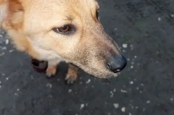 Пропал собака, Красный Завод - Барон оранжевого окраса с карими глазами - photo