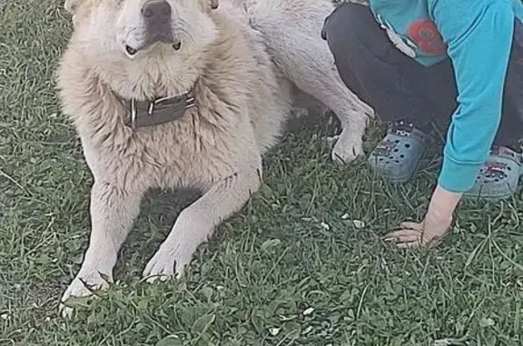 Пропала собака, Евстюниха, Свердловская область - рыжий окрас и висячие уши - photo