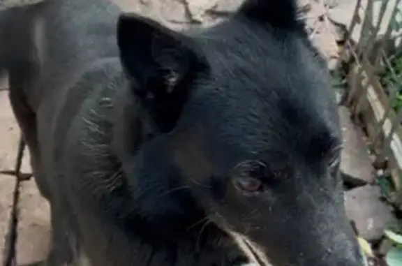 Пропал собака, Уфа, Башкирия - хвост крючком, наполовину лайка - photo