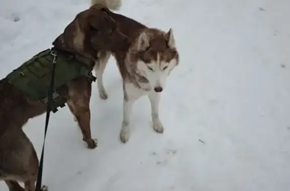 Найденные животные Тольятти, фото: Найден собака, бульвар Космонавтов, городской округ Тольятти - окрас крем-брюле, глаза разного цвета