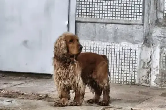 Объявления о пропавших и найденных животных, Козельск, фото: Найден собака, мужской, Октябрьская улица, Козельск - английский кокер-спаниель