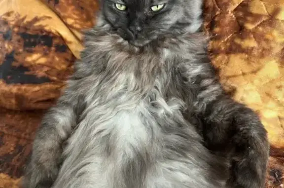 Пропала кошка, Интернациональный бульвар, 107, Краснодар - крупная и пушистая - photo