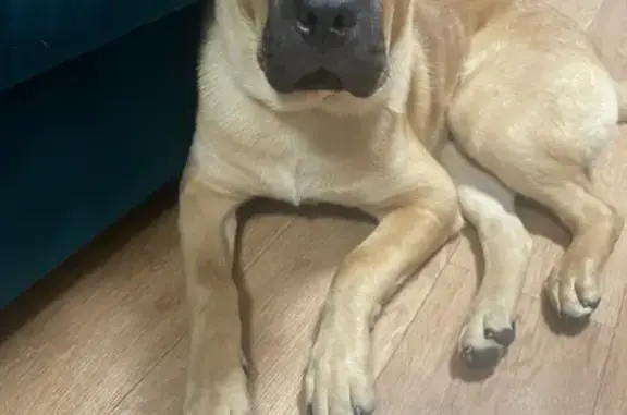 Пропал собака, улица Толбухина, 25, Усолье-Сибирское - рыжий кобель шарпей - photo