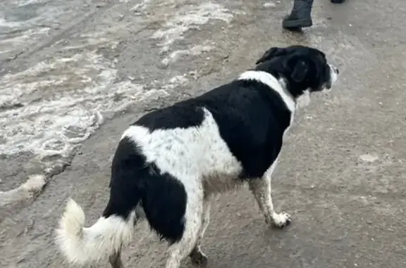 Найдена собака, Волгоград, фото: Найдена собака, улица им. маршала Еременко, Волгоград - самодельный ошейник