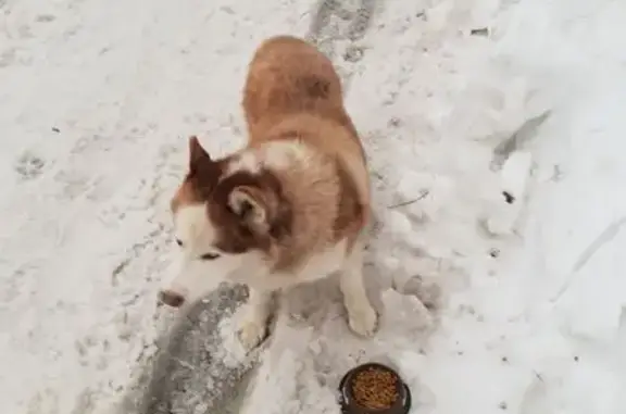 Найдена собака, Томилино, фото: Найден собака, улица Кантемира, 12, Томилино - голубые глаза