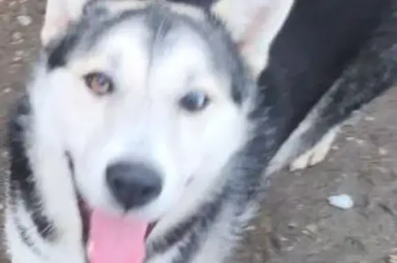 Найдена собака, Нальчик, Кабардино-Балкария - молодая чёрно-белая особь - photo