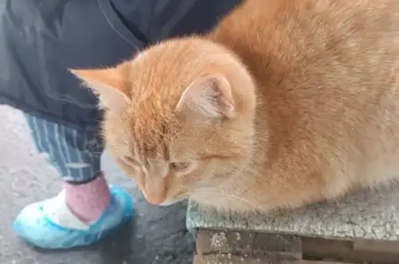 Найдена кошка, Сергиев Посад, фото: Найден кот, улица Симоненкова, 6А, Сергиев Посад - молодой рыжий в зелёном ошейнике