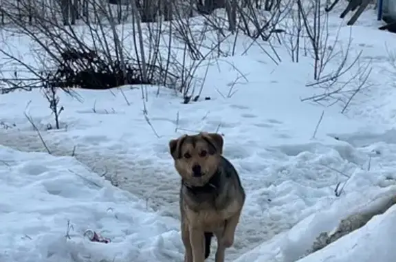 Найдена собака, Саратов, фото: Найден собака, ЖК Авиатор, Саратов - в кожаном ошейнике