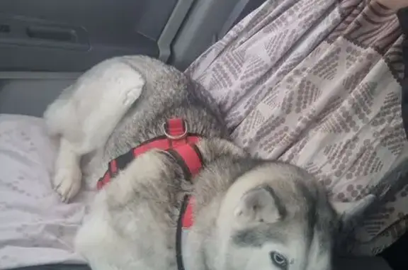 Пропала собака, улица Гагарина, 1, Ижевск - девочка хаски - photo