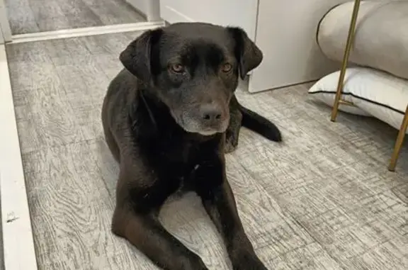 Найдена собака, Пенза, фото: Найдена собака, проспект Строителей, 1Л, городской округ Пенза - возможно девочка, молоденькая