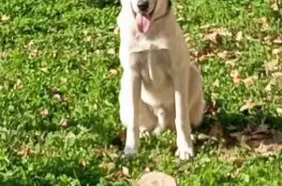 Собаки потеряшки, Лобня, фото: Потеряшка собака, Окружная улица, городской округ Лобня