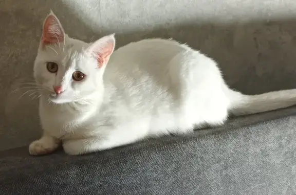 Пропала кошка, Заводская улица, 11, Пенза - белый окрас, желтые глаза - photo