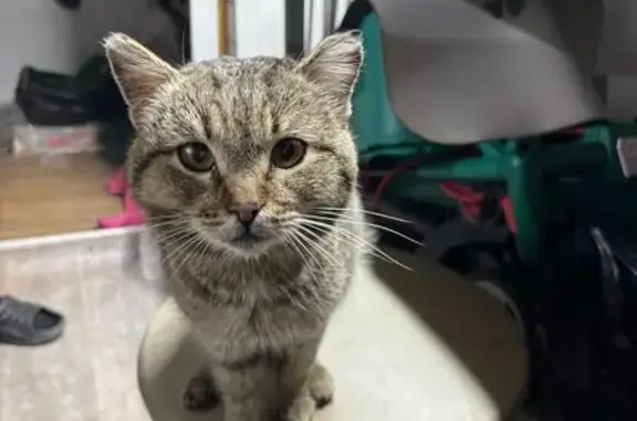 Найдена кошка, Берёзовка, фото: Найдена кошка, Центральная улица, 60, Берёзовка - худой, хромает на задние лапы