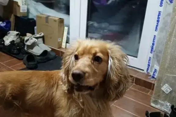 Найденные животные Барсово, фото: Найден собака, городское поселение Барсово, Ханты-Мансийский автономный округ — Югра - рыжий мальчик с ошейником в виде цепи