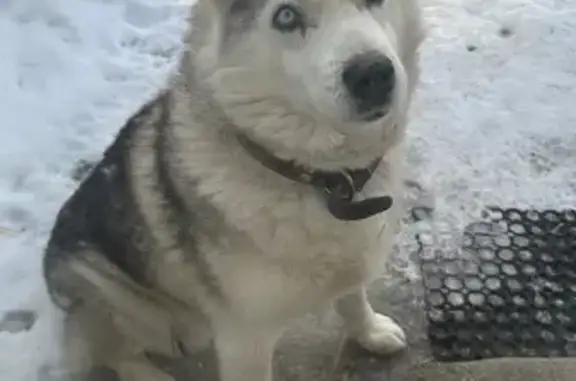 Пропала собака, район 2-й Краснодарской, Ростов-на-Дону - порода хаски, коричневый ошейник - photo