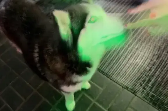 Найдена собака, Пенза, фото: Найден хаски, улица Карпинского, городской округ Пенза - умный малыш