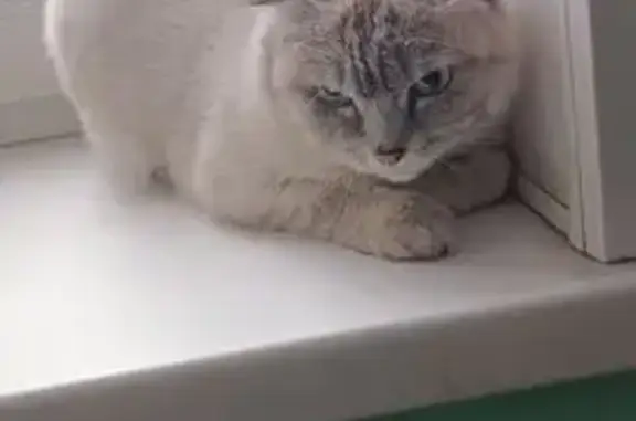 Найдена кошка, Бийск, фото: Найдена кошка, Красноармейская улица, 81, Бийск - сидит в подъезде на подоконнике