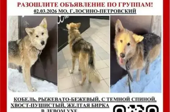 Пропал собака, улица Ленина, Лосино-Петровский - рыжевато-бежевый с тёмной спинкой - photo