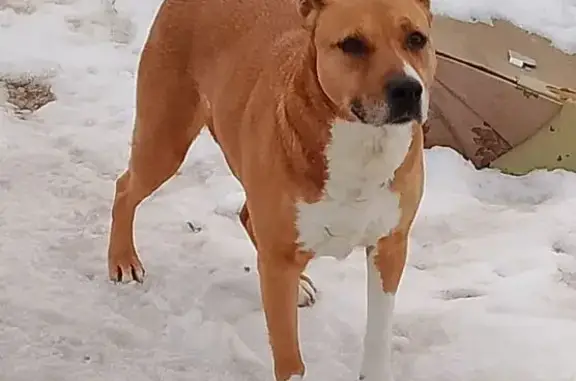 Найдена собака, Орёл, фото: Найдена собака, Транспортный переулок, 22, Орёл - девочка, рыжая с белой грудкой