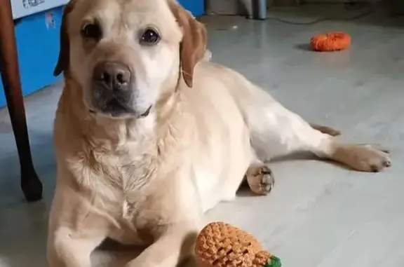 Найдена собака, Казань, фото: Найден собака, улица Юлиуса Фучика, 86, Казань - молодой лабрадор