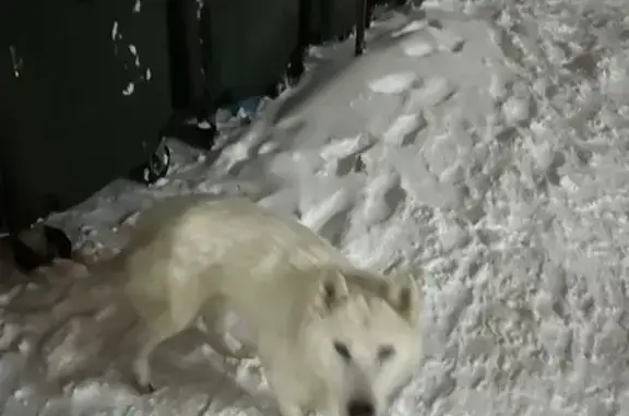 Найдена собака, Йошкар-Ола, фото: Найдена собака, улица Йывана Кырли, Йошкар-Ола - белая с голубыми глазами