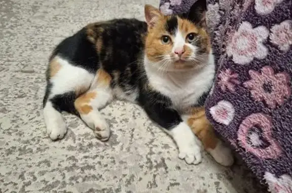 Пропала кошка, улица Крейзера, 6В, Воронеж - трёхцветная - photo