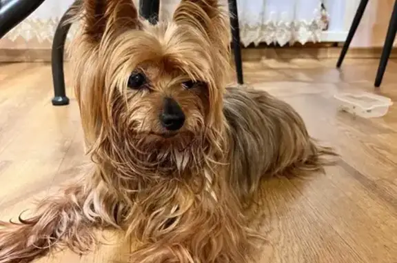 Найденные животные Чебоксары, фото: Найден собака, бульвар Мефодия Денисова, 6, Чебоксары - без поводка и ошейника