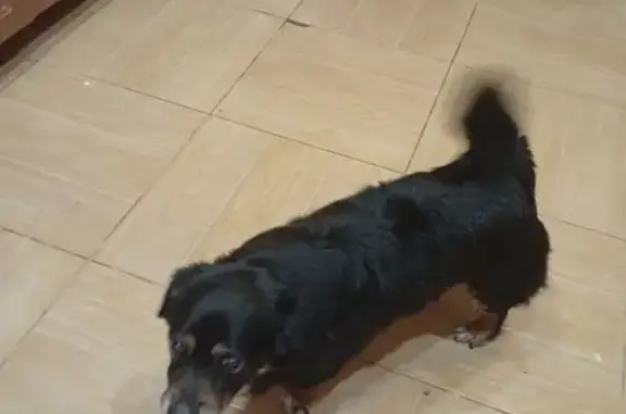 Найдена собака, Нижний Тагил, фото: Найден собака, Нижний Тагил, Свердловская область - чёрный с белыми отметинами