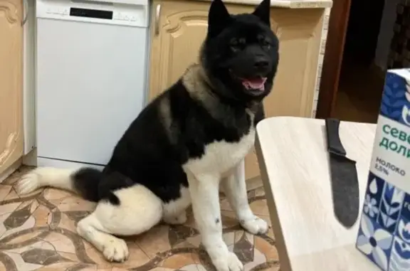 Собаки потеряшки, Сергиев Посад, фото: Потеряшка собака, улица Мира, 12, Сергиев Посад - кобель Американской Акиты