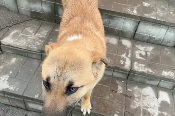 Найдена собака, Энгельс, фото: Найдена собака, женский пол, улица Кондакова, Энгельс