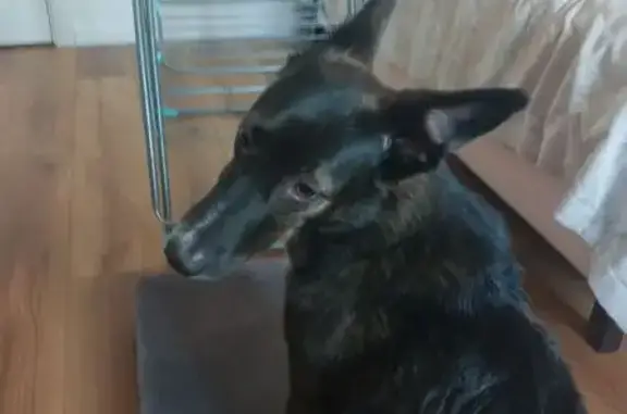 Пропал собака, Набережная улица, Нефтеюганск - чёрный с белым пузом - photo