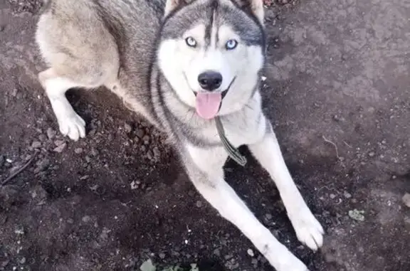 Пропал собака, Садовая улица, 72, городской округ Мичуринск - хаски с тёмно-зелёным ошейником - photo
