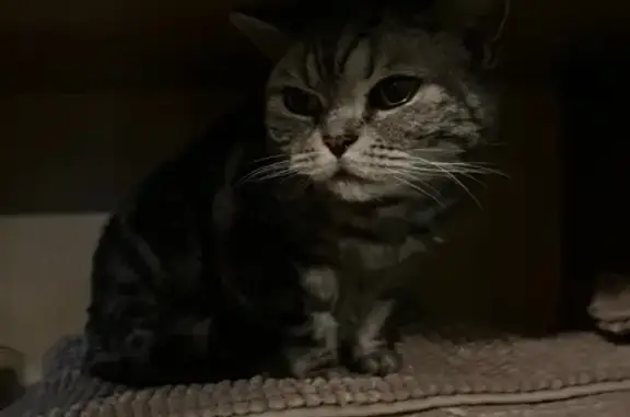 Найдена кошка, Москва, фото: Найдена кошка, Белореченская улица, Москва - шотландская порода с фиолетовым ошейником