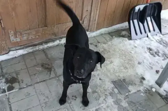 Найдена собака, Малино, фото: Найдена собака, Малиново, Тульская область - черный молодой кобель