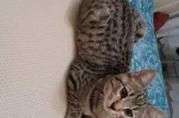 Пропала кошка, улица Маршала Жукова, 7, Наро-Фоминск - photo