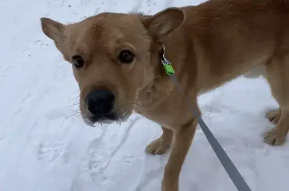 Найдена собака, Северск, фото: Найден собака, Коммунистический проспект, 77, Северск - рыже-коричневый окрас, тёмно-синий ошейник