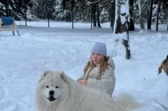 Пропал собака, 24А, Николо-Черкизово - белый самоед, добрый и контактный - photo