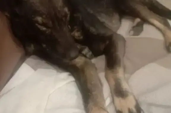 Собаки потеряшки, Сочи, фото: Потеряшка собака, Курортный проспект, 16/1, Сочи - девочка в ярко-рыжем комбинезоне