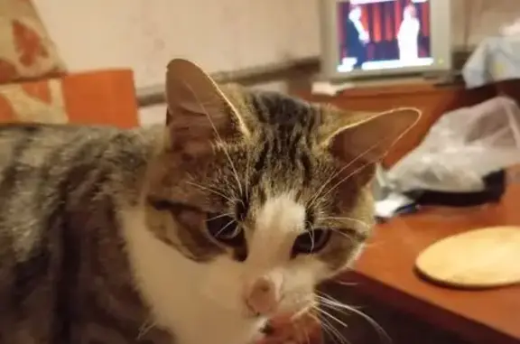 Кошки потеряшки, Старый Оскол, фото: Потеряшка кот, улица Мира, Старый Оскол - откликается на имя Беляш