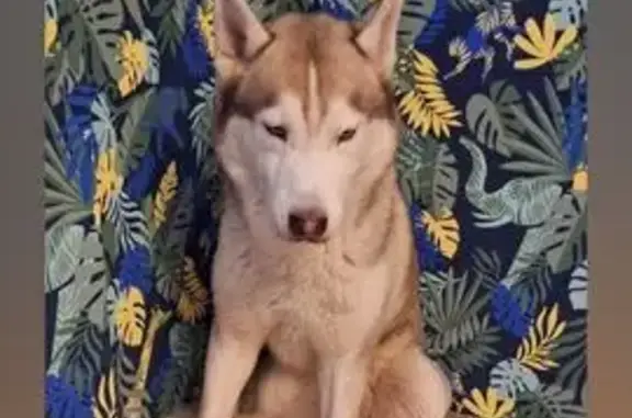 Пропала собака, Тверская улица, 10, Санкт-Петербург - хаски рыжего цвета - photo